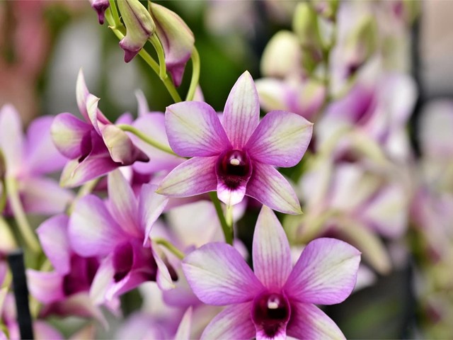 Las flores perfectas para atraer la buena suerte en el nuevo año