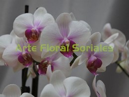 Orquídea phalaenopsis blanca y rosa en maceta de cristal