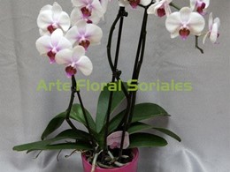Orquídea phalaenopsis blanca y rosa en maceta de cristal