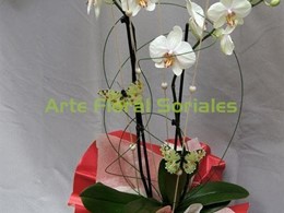 Orquídea phalaenopsis blanca