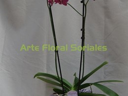 Orquídea phalaenopsis en color fucsia