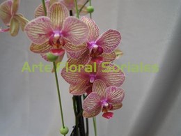 Orquídea phalaenopsis en copa de cristal