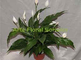 Planta Spathiphyllum blanco